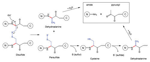 Schematic 6 Cleavage of a disulfide bond followed by fragmentation at dehydroalanine.Citation11