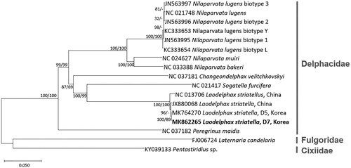 Figure 1. Neighbour-joining (10,000 bootstrap repeats) and maximum-likelihood (1,000 bootstrap repeats) phylogenetic trees of seven insect species in Delphacidae: four L. striatellus (MK862265 in this study, MK764270, NC_013706, and JX880068), six Nilaparvata lugens (NC_021748, JN563997, JN563996, JN563995, KC333653, and KC333654), Nilaparvata bakeri (NC_033388), Nilaparvata muiri (NC_024627), Sogatella furicefera (NC_021417), Changeondelphax velitchkovskyi (NC_037181), and Peregrinus maidis (NC_037182). As outgroup species, Pentastiridius sp. (KY039133) in Cixiidae and Laternaria candelaria (FJ006724) in Fulgoridae were used. Phylogenetic tree was drawn based on neighbour-joining tree. The numbers above branches indicate bootstrap support values of neighbour-joining and maximum-likelihood phylogenetic trees, respectively.