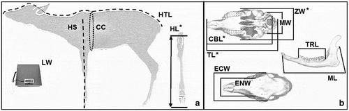 Figure 5. Reference point for body (a) and cranial (b) parameters collected from fawns. With the asterisk are evidenced the significantly different parameters among ﻿environmental categories: length of hock (HL), total length of the cranium (TL), condilo-basal length (CBL), zygomatic width (ZW)
