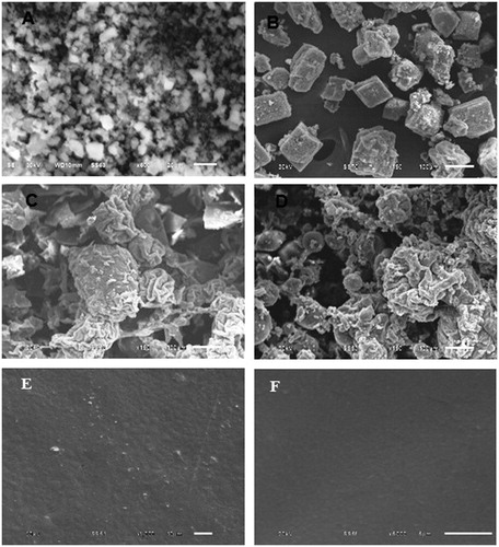 Figure 1. Scanning electron micrographs of pure olanzapine (A), its physical mixture with ascorbic acid (B), co-amorphous dispersion 1:1 (C), co-amorphous dispersion 1:2 (D), 1:1 film (E), and 1:2 film (F).