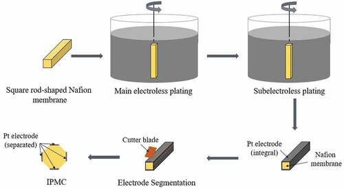 Figure 2. The fabrication and segmentation of IPMC electrodes.