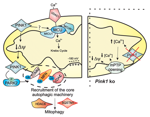 Figure 1. Mitochondrial integrity is a key factor involved in mitophagy, which is regulated by specific fission proteins, including DNM1L, FIS1, and MFF, which are recruited by mitophagy-related inducers. The figure shows the involvement of the mitochondrial Ca2+-sensing protein RHOT1, an OMM protein that under resting conditions interacts with the cytoplasmic adaptor protein TRAK2, mediating mitochondrial sliding along the cytoskeleton. Sustained [Ca2+]c elevations induce the RHOT1-dependent motility block, allowing DNM1L-induced fragmentation. Contact sites have been recently shown to be required for the DNM1L polymerization process that generates a constriction around mitochondria, a process that is necessary for mitochondrial fission. In depolarized neurons, PINK accumulation favors RHOT1 phosphorylation, inducing PINK-RHOT1-PARK2 aggregation. This complex promotes RHOT1 degradation, preventing mitochondrial movement and quarantining the damaged mitochondria.