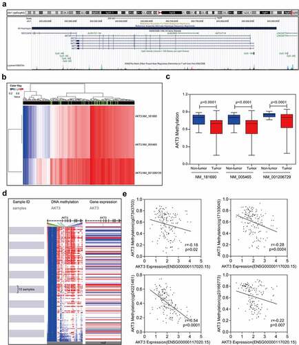 Figure 5. Correlation between AKT3 DNA methylation and mRNA expression level. (a) Distribution of AKT3 CpG islands. (b) Heatmap showing DNA methylation levels in different AKT3 subtypes. (c) The methylation level of AKT3 significantly reduced in TGCT samples. (d) Heatmap of AKT3 DNA methylation and expression levels. (e) Correlation between signal values of different AKT3 methylation probes and mRNA expression