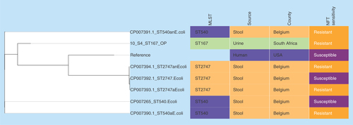 Figure 2.  Phylogenomic tree of Escherichia coli nitrofurantoin-resistant strains from Belgium, USA and South Africa.Clustering of the strains into clades were mainly country- and clone-specific.MLST: Multi-locus sequence typing; NFT: Nitrofurantoin.