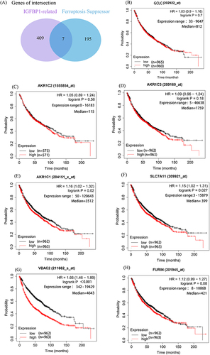 Figure 6 IGFBP1 is associated with ferroptosis inhibitors and is associated with prognosis. (A) There were 409 genes related to IGFBP1 expression. The cut-off value of correlation coefficient R was 0.2 and the cut-off value of P was less than 0.05. (B–H), The significance of the prognostic value was tested by a Log rank test. Glutamate--cysteine ligase catalytic subunit (GCS). Aldo-keto reductase family 1 member C1-3 (AKR1C1-3). Cystine/glutamate transporter (SLC7A11). Furin paired basic amino acid cleaving enzyme (FURIN). Voltage-dependent anion-selective channel protein 2 (VDAC2).