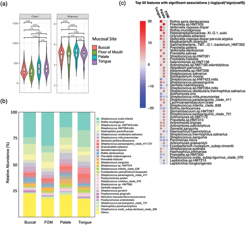 Figure 1.  Analysis of healthy mucosal microbiomes by site. (a) Alpha diversity values for buccal, floor of mouth (FOM), palate and tongue communities. (b) Bar plot showing relative abundance (%) of the 30 most abundant species. (c) Results of multivariate analysis carried out using MaAsLin2 comparing FOM, tongue and palate communities with buccal mucosa.