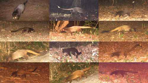 Figure 1. Coat colour variation in brown palm civet. Plates show blackish, orangish and pale coat colour patterns and tail tip variations (Copy right of the photos Tamilnadu and Kerala forest departments).