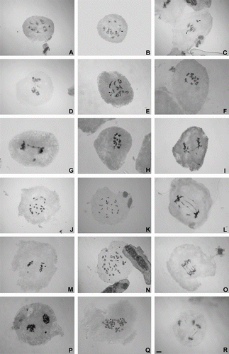 Figure 1 Meiotic behavior in Chrysolaena. (A–D) C. flexuosa: (A) diakinesis, 10II; (B) diakinesis, 9II + 2I (arrows); (C) off-plate chromosomes in metaphase I (arrows); (D) chromosome bridge with fragment in anaphase I. (E–G) C. platensis: (E) diakinesis, 9II + 2I (arrows); (F) diakinesis, 10II; (G) anaphase I with one bridge and fragment. (H–I) C. propinqua: (H) diakinesis, 10II; (I) bridge and fragment in anaphase I. (J–M) C. obovata: (J) diakinesis, 20II; (K) diakinesis, 18II + 1VI (arrows); (L) bridges and lagging chromosomes in anaphase I; (M) off-plate chromosome in metaphase II. (N–P) C. cognata: (N) diakinesis, 26II + 1VI + 2I (arrows); (O) bridges in anaphase I; (P) lagging chromosome in anaphase I. (Q–R) C. lithospermifolia: (Q) diakinesis, 5IV + 1III + 2II + 13I (arrows indicate tetravalent); (R) bridges and lagging chromosomes in anaphase II. Scale = 5 μm.