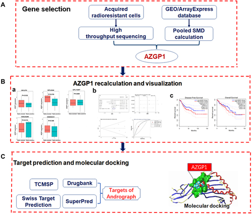 Figure 1 Flow diagram of the study design. (A) The procedure of selecting AZGP1 as the key gene. (B) AZGP1 expression in rectal samples and its visualization; (a) Box plots of AZGP1 differential expression in radioresistant and radiosensitive CRC samples; (b) The integrated SMD and diagnostic meta-analysis of AZGP1 expression in radioresistant versus radiosensitive CRC samples; (c) Survival analysis in patients with CRC in terms of disease-free survival and overall survival. (C) Target prediction for andrographolide and molecular docking. GEO, Gene Expression Omnibus database; SMD, standard mean difference; TCMSP, traditional Chinese medicine systems pharmacology.