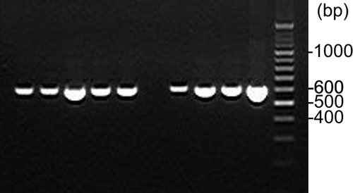 Fig. 2 Polymerase chain reaction (PCR) mating type assay using primer pairs VdMAT1-2a/VdMAT1-2b (600 bp product for MAT1-2 idiomorph). Lanes 1–5 (left to right) represent V. dahliae isolates F647, F652, F654, F658 and F662. Lane 6 is a negative control. Lanes 7–10 represent V. dahliae isolates F603, F611, F615 and F643. Lane 11 is the O’RangeRuler 100 bp ladder (Thermo Fisher Scientific Inc., Waltham, MA).