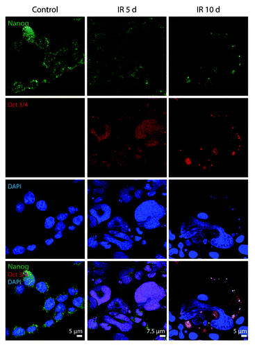 Figure 12. Expression of Nanog and Oct3/4 in E1A + E1B cells. Confocal images of immunofluorescent stained cells are shown.