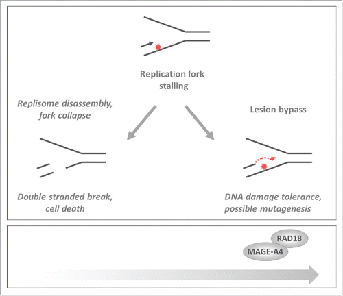 Figure 1. Effect of MAGE-A4 on responses to DNA damage and replication stress. In cancer cells MAGE-A4-RAD18 promotes TLS thereby averting replication fork collapse and conferring DNA damage tolerance while increasing the risk of mutagenesis. The black and red arrows (and) indicate leading strand 5′–3′ DNA synthesis and the red “explosion” indicates a fork-stalling DNA lesion.