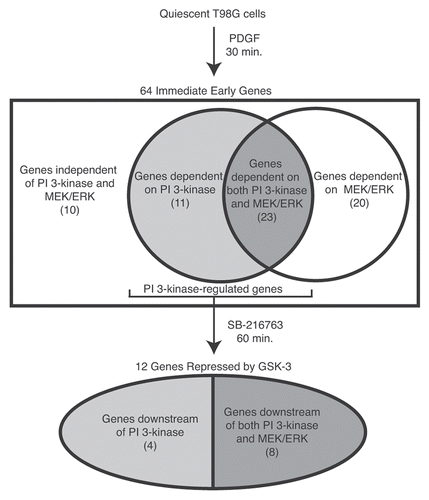 Figure 1 Identification of genes repressed by GSK-3. Microarray analysis was used to identify immediate early genes that were induced by 30 min of PDGF stimulation of quiescent T98G cells.Citation12 Small-molecule inhibitors were used to identify genes that were dependent on PI 3-kinase and MEK/ERK for their induction. The genes showing PI 3-kinase dependence were subsequently tested for their ability to be induced by direct inhibition of GSK-3 (using the small-molecule inhibitor SB-216763) in the absence of growth factor stimulation.Citation18