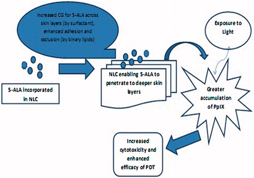 Figure 8. Role of NLC in enhancing PDT efficacy of 5-ALA.