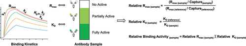 Figure 1. The overview of SPR-based relative binding activity method. An antibody sample can be divided into two major subpopulations from the activity perspective, namely active and not active antibodies, where the active subpopulation comprises partially active and fully active antibodies. In antibody capture binding kinetics analysis, binding affinity (KD) represents antibody binding strength, and maximum binding response (Rmax) reflects antibody binding capacity. Regarding the relative binding activity assessment of a test sample normalized to the reference standard, relative KD reflects relative binding strength of antibodies, and relative Rmax reflects relative binding capacity of antibodies. Thus, the relative binding activity of a test sample is generated by multiplying relative Rmax and relative KD, which characterizes the overall relative binding activity level of a test sample relative to the reference standard.
