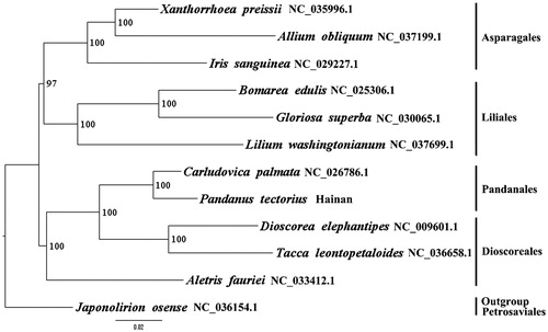 Figure 1. The best ML phylogeny recovered from 12 complete plastome sequences by RAxML. Accession numbers: Pandanus tectorius (this study, GenBank Accession number:MH748568), Carludovica palmata NC_026786.1, Xanthorrhoea preissii NC_035996.1, Allium obliquum NC_037199.1, Iris sanguinea NC_029227.1, Bomarea edulis NC_025306.1, Gloriosa superba NC_030065.1, Lilium washingtonianum NC_037699.1, Dioscorea elephantipes NC_009601.1, Tacca leontopetaloides NC_036658.1, Aletris fauriei NC_033412.1; outgroup: Japonolirion osense NC_036154.1.