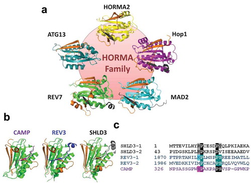 Figure 2. REV7 is a member of the functionally diverse HORMA family and interacts with multiple seatbelt binding partners. (a) The HORMA family is highly structurally conserved across domains of life. Shown are examples of HORMA protein structures in the closed conformation with the seatbelt subdomain highlighted in orange; clockwise from top: HORMA2 – P. aeruginosa, PDB: 6P8 U [Citation47]; HIM-3 (Hop1 orthologue) – C. elegans, PDB: 4TZJ [Citation60]; MAD2 – S. pombe, PDB: 4AEZ [Citation86]; REV7 – H. sapiens, PDB: 3VU7 [Citation87], ATG13 – H. sapiens, PDB: 5C50 [Citation55]. (b) Structures of closed REV7 bound to seatbelt binding partners: CAMP, REV3 and SHLD3. PDB: 5XPT [Citation62], 3VU7 [Citation87], 6K07 [Citation88] respectively. (c) Primary sequence alignment of REV7 seatbelt binding regions of SHLD3, REV3 and CAMP highlighting conserved amino acids constituting the REV7 seatbelt binding motif (SBM).