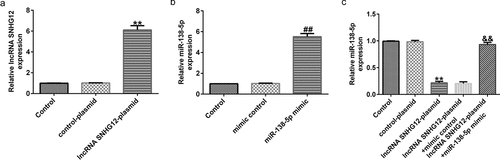 Figure 3. Effects of lncRNA SNHG12 on miR-138-5p expression in SH-SY5Y cells. SH-SY5Y cells were transfected with the control mimic, miR-138-5p mimic, control-plasmid, or lncRNA SNHG12-plasmid. Determination of lncRNA SNHG12 expression (a) and miR-138-5p levels (b, c) in different groups using qRT-PCR analysis