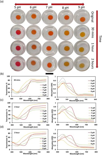 Figure 3. Sensor saturation in various pH buffers. Scale bar = 10 mm (a) 3D printed samples change colour across time intervals. Transmission and absorbance graphs recorded after (b) 30 min, (c) 1-hour, and (d) 2-hour.