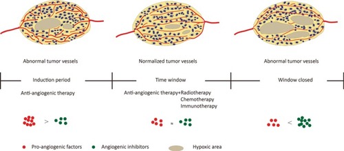 Figure 1 Proangiogenic factors and angiogenic inhibitors tend to be in a state of equilibrium after moderate anti-angiogenesis therapy, forming a tumor vascular normalization time window; vascular structure and function are normalized, resulting in a remission of hypoxia, and increase radiotherapy, chemotherapy, and immunotherapy efficacy.