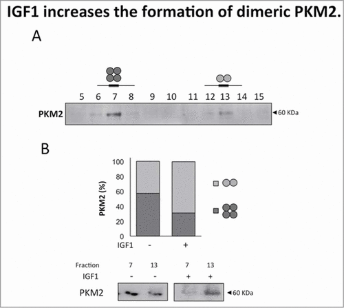 Figure 3. IGF1 increases the formation of dimeric PKM2. Calu-1 cells were treated with IGF1 for 20 minutes and then subjected to size-exclusion chromatography. (A) Total cell lysates were separated by size-exclusion chromatography to identificate PKM2 tetrameric (fraction 7) and dimeric form (fraction 13). (B) Fractions 7 and 13 were separated on SDS-PAGE, transferred on nitrocellulose and blotted with an antibody direct against PKM2.