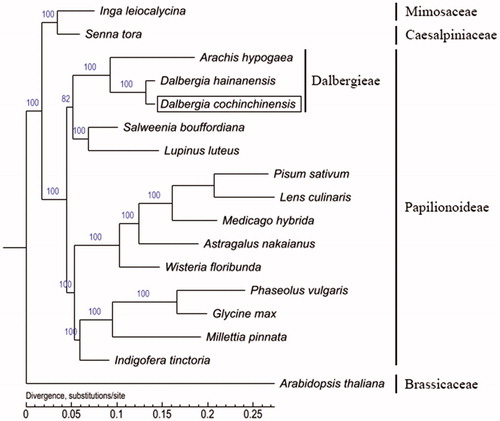 Figure 1. Maximum likelihood phylogenetic tree inferred from 17 cp genomes. The position of Dalbergia cochinchinensis is shown in a box and bootstrapping values are listed for each node. Arabidopsis thaliana as outgroup species.