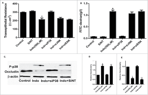 Figure 5. Effect of p38 siRNA on occludin in indomethacin-treated MKN-28 cells. (A) SiRNA of p38 MAPK prevented the decrease in transepithelial resistance caused by indomethacin (500 µM) when compared to control. Non-specific SiRNA did not have an appreciable effect on control cells The data are represented as the average of more than 3 identically treated monolayers from 3 independent experiments. (*p < 0.001 vs. control and Ind+siP38). (B) SiRNA of p38 MAPK attenuated the increase in inulin flux caused by indomethacin (500 µM) across the MKN-28 cells when compared to control. The data were generated in the same way as panel A. (*p < 0.001 vs. control). (C) Indomethacin caused a decrease in tight junction occludin protein expression. Knocking-down p38 MAPK by siRNA transfection prevented the indomethacin-induced decrease in occludin expression as assessed by western analyses. This blot is representative of the data shown in panels D and E. (D) Relative densitometry for phosphorylated p38 MAPK in the presence of indomethacin, and in cells transfected with siRNA for p38 MAPK. The data is represented as the average of more than 3 identically treated monolayers, from 3 independent experiments. (E) Relative densitometry of occludin in cells treated with indomethacin or indomethacin in cells transfected with siRNA for p38MAPK. The data are shown in the same way as panel D.