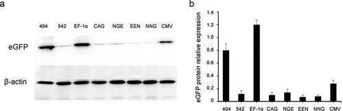 Figure 6. Analysis of eGFP expression using Western blot.