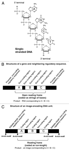 Figure 1. The proposed structures of the DNA fragments coding for the images. (A) Chemical structure of DNA (only single stranded form is shown). (B) Schematic model for the structure of a gene and regulatory sequences coded on DNA. (C) Schematic model for the structure of an “image-coding DNA unit” newly proposed here. The numbers, 5′ and 3′ at the ends of DNA indicate the orientation of the chains (coding and reading start from 5′-terminal toward the 3′-terminal). Black box at the center of the DNA chain stands for the image coding region. Within the white box corresponding to the non-coding regions, five different elements are embedded namely: (1) the positional markers; (2) the tags for DNA-based “password” editing procedures such as cutting and pasting; (3) the starting points and end points for the copying events; (4) the labeling required for filing (or addressing); and (5) embedment of hidden information (e.g., steganography).