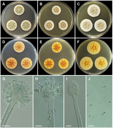 Figure 5. Morphology of Aspergillus griseoaurantiacus CNUFC SF23. (A, D) Colonies on Czapek yeast autolysate agar (CYA); (B, E) malt extract agar (MEA); (C, F) yeast extract sucrose agar (YES) (A–C: obverse view and D–F: reverse view); (G–I) Conidiophores; (J) Conidia. Scale bars = 10 µm.