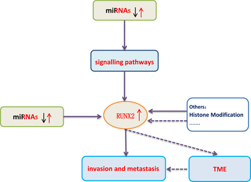 Figure 3 Simulation diagram of RUNX2ʹ s regulation mechanism in malignant tumors. The dotted line indicates that further research is required.