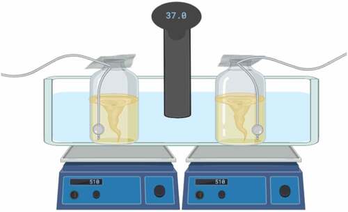 Figure 1. Visual representation of the homebrew experimental setup. Two 500 mL bottles, containing inoculated cultures, magnetic stir bars, and air stones, were placed into a plastic tub filled with water. The air stones were attached to small aquarium air pumps via plastic tubing. The tops of the bottles were covered with aluminum foil. The tub was placed onto two magnetic stir plates, set to 510 RPM. A sous vide, set to 37 °C, was attached to the plastic tub and inserted into the water bath