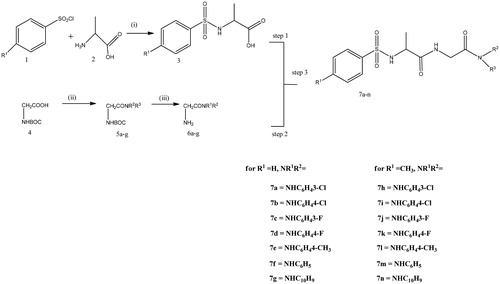 Scheme 1. Synthesis of glycinediamide derivatives, reagents and conditions. (i) Na2CO3, DCM/H2O, HCl, 0 °C, r.t, Ph 2, 4 h. (ii) EDCI, HOBt, TEA, DCM, amine,16 h. (iii) 10% TFA in DCM. (V)EDCI, HOBt, TEA or DMAP, 16 h.