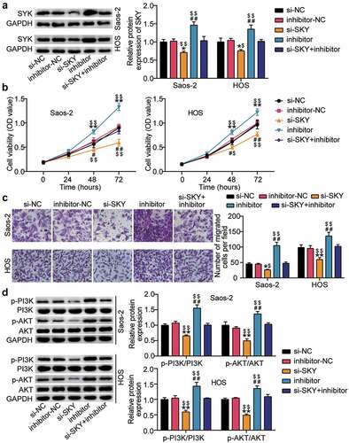 Figure 6. miR-6888-3p suppressed the proliferation and migration of OS cells and the PI3K/AKT pathway by inhibiting the level of SYK (a) Western blot assay for SYK protein expression in si-SYK transfected or miR-6888-3p inhibitor transfected cells. (b) Cell viability was detected by CCK-8 assay in HOS and Saos2 cells transfected with si-SYK or miR-6888-3p inhibitor. (c) Migrated cells were counted by transwell assay in HOS and Saos2 cells transfected with si-SYK or miR-6888-3p inhibitor. (d) The expression of PI3K, AKT, p-PI3K and p-AKT protein levels was detected by Western blot analysis in HOS and Saos2 cells transfected with si-SYK or miR-6888-3p inhibitor. * P < 0.05, ** P < 0.001. vs si-NC treatment. # P < 0.05, ## P < 0.001. vs inhibitor-NC treatment. $ P < 0.05, $$ P < 0.001. vs si-SKY+inhibitor treatment.