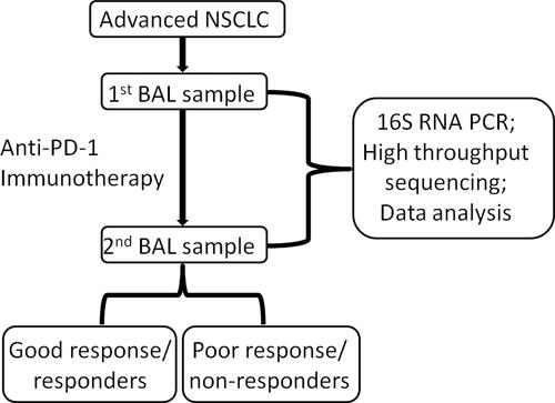 Figure 1 The workflow in this study.