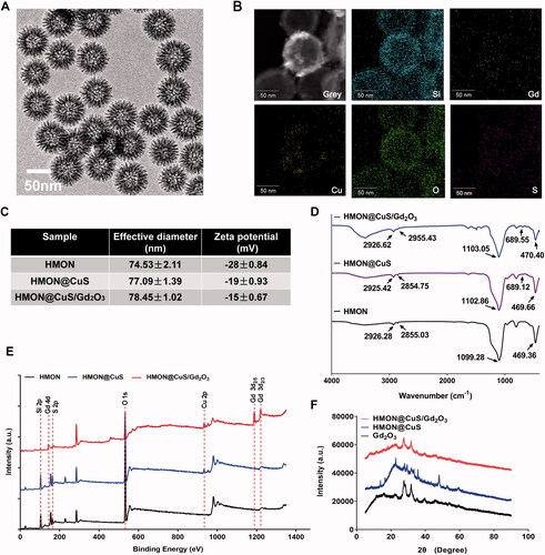 Figure 1. Characterization of HMON@CuS/Gd2O3. (A) Transmission electron microscopy (TEM) images of HMON@CuS/Gd2O3. Scale bar, 50 nm. (B) Element mapping images of HMON@CuS/Gd2O3. Scale bar, 50 nm. (C) Size distribution and zeta potential of HMON@CuS/Gd2O3 nanoparticles characterized by DLS. (D) Fourier transform infrared (FT-IR) spectra of HMON@CuS and HMON@CuS/Gd2O3 NPs. (E) X-ray photoelectron spectroscopy (XPS) of HMON and HMON@CuS/Gd2O3 NPs. (F) X-ray diffraction (XRD) patterns of HMON and HMON@CuS/Gd2O3 NPs.