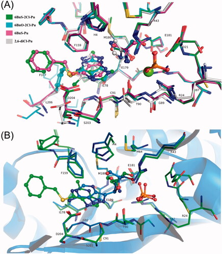 Figure 10. (A) Overlapped positions of ligands in H. pylori PNP complexes with 6BnS-2Cl-Pu, 6BnO-2Cl-Pu, 6BnS-Pu, and 2,6-diCl-Pu. The colour codes of C atoms are shown in the legend, and other atoms have their standard colours. It is visible that the purine ring occupies the base binding pocket. Ligands 6BnS-2Cl-Pu and 6BnO-2Cl-Pu have the plane of the ring almost in the identical position, with the chlorine atoms pointing away from the viewer, although their benzyl arms are positioned oppositely. The pentose binding part of the active site is occupied by Tris molecules in all structures except for imidazole in the structure with 2,6-diCl-Pu. It can be noted that two imidazole nitrogen atoms are positioned close to the positions of one oxygen and one nitrogen atom of Tris molecule to favour hydrogen bond contacts. The phosphate molecules in all structures occupy the same place and are in the same orientation, while in the structure with 2,6-diCl-Pu a highly coordinated Mg atom is located in this position. It is visible that in the structure with 2,6-diCl-Pu the second chlorine atom of the ligand displaces the Asp204 side chain. (B) Overlap of the structure with 6BnS-2Cl-Pu (green) and with formycin A and PO4 (PDB code 6F4X, shown in blue). It can be noted that the base rings are oriented in the same way but are slightly tilted and shifted in relation to each other with formycin A located deeper in the active site because of the covalent bond with the ribose. The molecule of Tris is mimicking the ribose part of formycin A with oxygen atoms occupying similar positions.