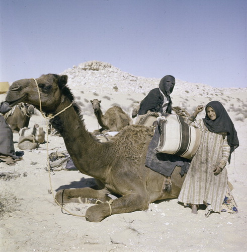 Figure 26: The Āl Murra loading their camels, Qatar, 1959 (Jette Bang photo / Moesgaard Museum).