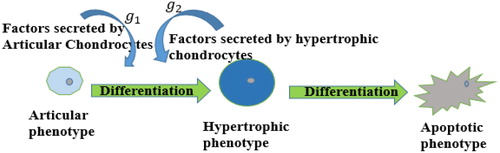 Figure 1. Representative diagram of chondrocyte differentiation.