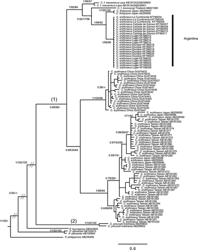 Figure 2. Bayesian inference trees of Callosciurus genus. Tree derived from D-loop. Numbers next to branches are Bayesian posterior probabilities, jackknife support values followed by bootstrap values, respectively. Numbers between brackets on a branch that defines a clade correspond to the groups obtained with the Automatic Barcode Gap Discovery (ABGD) method for the marker.