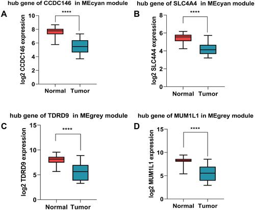 Figure 8 Validation of 4 hub genes in the transcriptional level. (A–D) Validation of hub genes in GSE6004 (****P < 0.0001).