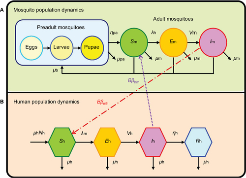 Figure 1 Schematic demonstrating the interactive transmission dynamics of (A) mosquito and (B) human population dynamics.