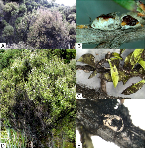 Figure 1. Sooty mould and scale insects on Leptospermum scoparium. A, Stand of L. scoparium infested with sooty mould at Lake Wilkie (Southland, South Island). B, Crawlers (first-instar nymphs) emerging from adult female sacs and nymphs settled on a fork of L. scoparium. C, Typical black ‘mantle’ that coats leaves and stems on L. scoparium due to sooty mould and scale insect infestation. D, Plant of L. scoparium infested with sooty mould. E, Dead adult female enclosed in felted cotton sac.