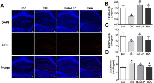 Figure 6 Oxidative stress injury in the hippocampus of CIH mice. (A) The DHE staining in the hippocampus (Scale bar = 25 µm, n = 3). (B and C) The T-SOD and GSH-Px activity in the hippocampus tissue (n = 5). (D) The MDA content in the hippocampus tissue (n = 5). The results are presented as the mean ± SEM. Normal control group (Con), chronic intermittent hypoxia group (CIH), Huperzine A-Liposomes group (HuA-LIP), Huperzine A group (HuA). *p < 0.05 vs Con group. #p < 0.05, ##p < 0.01 vs CIH group.