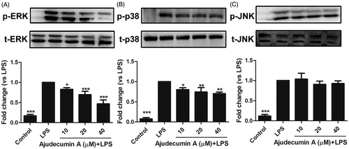 Figure 5. Ajudecumin A repressed the phosphorylation of ERK and p38 MAPK in LPS-stimulated RAW264.7 cells. RAW 264.7 cells were pre-incubated with indicated concentrations of Ajudecumin A for 4 h and then stimulated with 0.5 μg/mL of LPS for another 30 min. An equal amount of protein sample was used to measure the phosphorylation of ERK (A), p38 MAPK (B), and JNK (C) using specific antibodies. The level non-phosphorylated MAPKs protein was used as the internal control. Results from representative experiments are shown, and the quantitative results are depicted. All data are represented as mean ± SD, n = 3. *p < 0.05, **p < 0.01, ***p < 0.001 vs. LPS control.