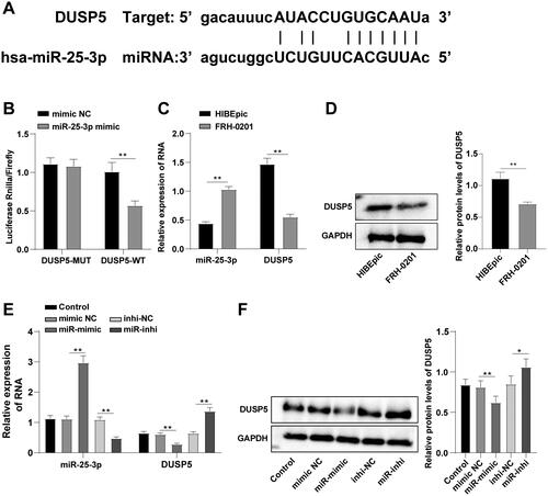 Figure 2. miR-25-3p targets DUSP5 in HCCA. (A) The binding site of DUSP5 and miR-25-3p predicted on Starbase database; (B) Interaction between DUSP5 and miR-25-3p analyzed by dual-luciferase reporter gene assay; (C) The levels of miR-25-3p and DUSP5 RNA measured by RT-qPCR; (D) DUSP5 protein level determined by Western blot; (E) miR-25-3p and DUSP5 RNA expression levels measured by RT-qPCR; (F) DUSP5 protein level after transfection determined by Western blot. Cell experiment was repeated 3 times. Data were mean ± standard deviation. Pairwise comparisons in figures B-D were made using independent sample t test, and comparisons in figures E/F were made using one-way ANOVA, followed by Tukey’s test. *p<0.05, **p < 0.01.