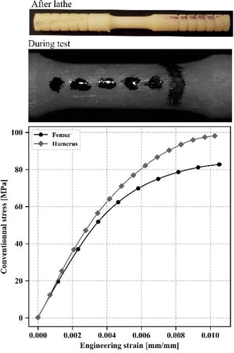 Figure 1. Mean stress-strain curves for femoral (N = 14) and humeral (N = 11) samples.