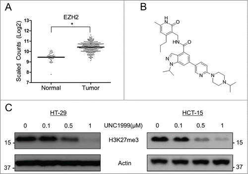 Figure 1. EZH2 is over-expressed in colon cancer and can be inhibited by UNC1999 in HT-29 and HCT-15 cells. (A) TCGA database analysis comparing EZH2 expression in non-cancerous colonic epithelial samples compared to colon cancer samples. Log2-transformed, normalized counts are shown for EZH2, dividing the plot to separate normal and tumor samples. *P = 3.97E-41. (B) Structure of UNC1999. (C) Total H3K27me3 levels in HT-29 and HCT-15 cells treated with varying concentrations of UNC1999 for 72 hours.