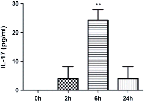 Figure 2.  Serum IL-17 levels after APAP (300 mg/kg) treatment. Results shown are the mean (± SE) of four mice (** p < 0.01).