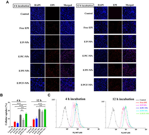 Figure 5 (A) In vitro CLSM images of 4T1 cells treated with EPI containing preparations for 4 and 12 h at 37°C, 5% CO2. All images show the nuclei (blue), EPI (red), and merged images. Scale bar; 50 μm; (B) quantitative results for the cellular uptake of EPI-loaded preparations expressed as a percentage of total cell number, ***p < 0.0005, **p < 0.005, *p < 0.05; (C) flow cytometry analysis of cellular uptake of EPI containing preparations in 4T1 cells.